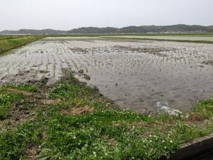 明成高校　田植え