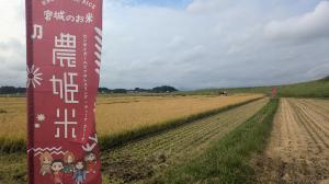 農姫米プロジェクト　田んぼ・のぼり