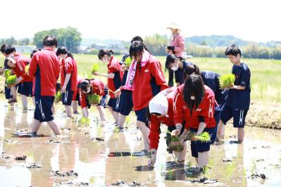 田植え2