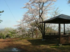 勢見ヶ森公園　桜画像