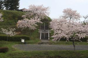 築館公園　桜画像