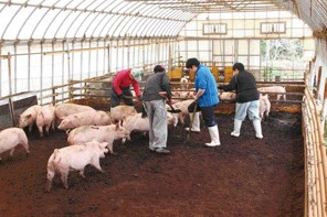 わ・は・わ田尻の農場（あいあいファーム、ひなた農場）では、主に国産のエサを使用して豚を育てています。